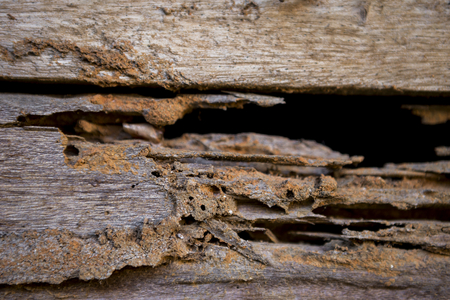Closeup damage wood wall, termite damage, selective focusの写真素材
