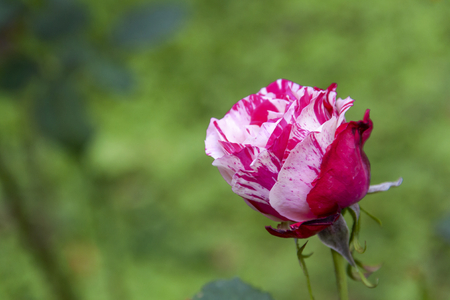 Red and white rose over blurred green garden backgroundの写真素材