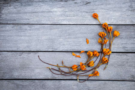 Dry yellow flower over vintage grey wooden floorの写真素材