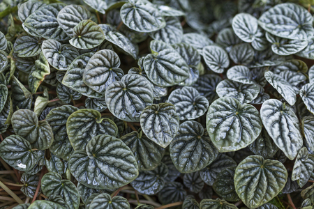 Natural background of beautiful fresh green leaf from the garden, outdoor day lightの写真素材