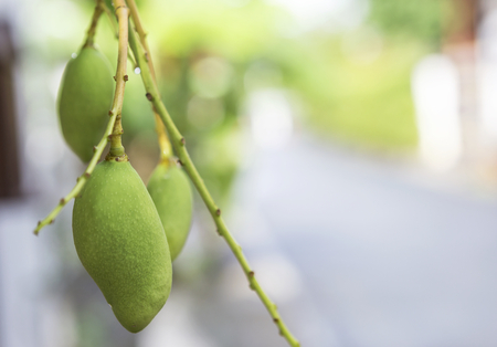 Closeup young green mango with space on blurred background, outdoor day lightの写真素材