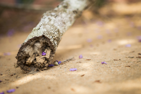 Broken dry tree on the floorの写真素材