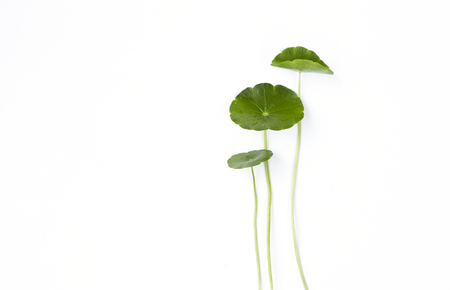 Fresh leaf with stem isolate on white background, natural conceptの写真素材