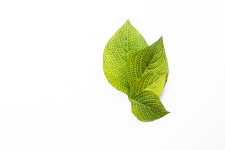 Beautiful green leaf pattern isolate on white background, for banner decorate and background