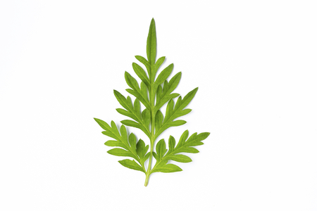 Beautiful green leaf isolate on white backgroundの写真素材