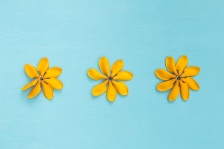 Golden Gardenia carinata flower on blue backgroundの写真素材