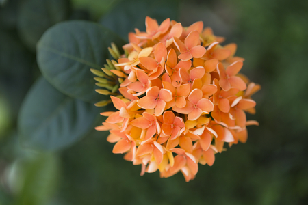 Orange Ixora flower over blurred green garden backgroundの写真素材