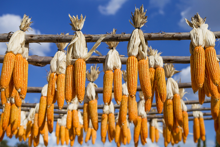 Colorful dried corn hanging on wooden rail over blue sky, outdoor day lightの写真素材