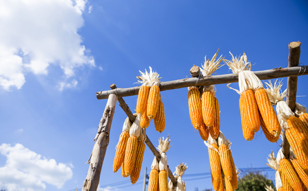 Dry sweet corn hanging on wood structure to dry over blue sky, summer sunny outdoor day light, agriculture industry conceptの写真素材