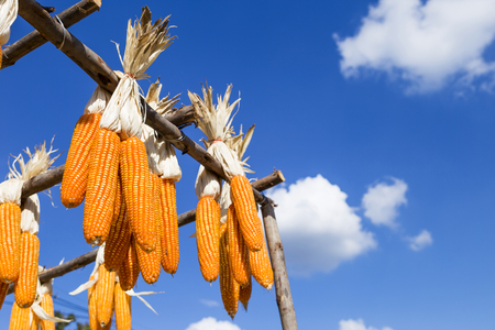 Dry sweet corn hanging to dry on the wooden rail over blurred blue sky water, summer outdoor day light, agriculture conceptの写真素材