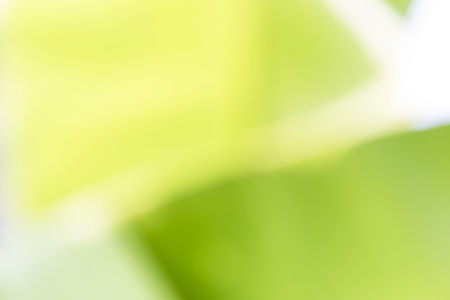 Abstract blurred green banana leaves background, natural green color, outdoor day lightの写真素材