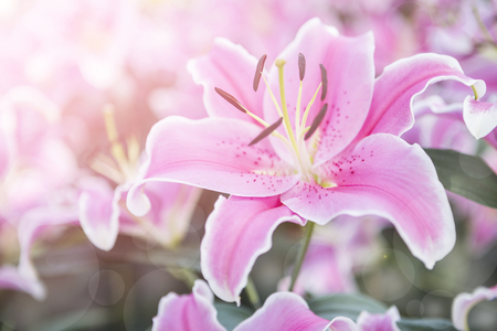 Beautiful pink lilly flower over blurred garden background with morning filter lightの写真素材