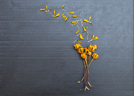 Dry yellow flower on black paper texture background, fall or autumn conceptの写真素材