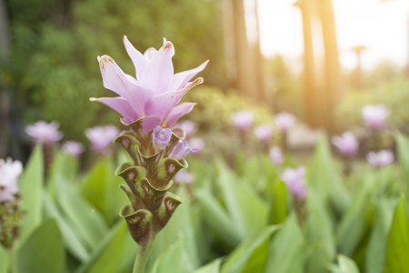 Beautiful purple Siam tulip over blurred garden and vintage warm light, nature and spring conceptの写真素材
