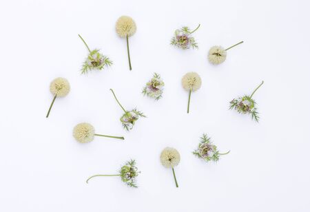 Passion fruit flower isolate on white background, flower background, spring concept cardの写真素材