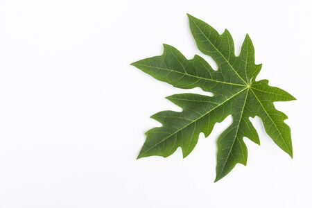 Green papaya leaf isolate on white background, green leaf textureの写真素材