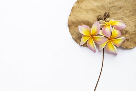 Beautiful fresh Plumeria flower with dry palm seed on dry Boh leaf isolate on white background, spa idea backgroundの写真素材
