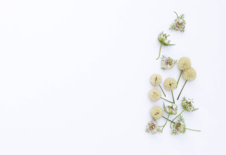 Flower card concept background, fresh passion fruit flower isolate on white background, spring season ideaの写真素材