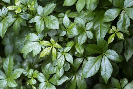 Beautiful green leaves background, Acanthopanax trifoliatus plant, thai herbs with anti oxidanceの写真素材