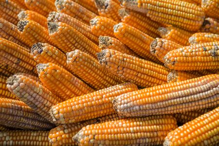 Old raw dry sweet corn pod background, agriculture and farm animal foodの写真素材