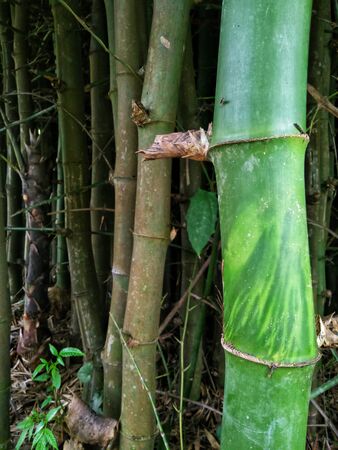 Beautiful fresh green bamboo tree texture in bamboo forest in Thailand, nature conceptの写真素材