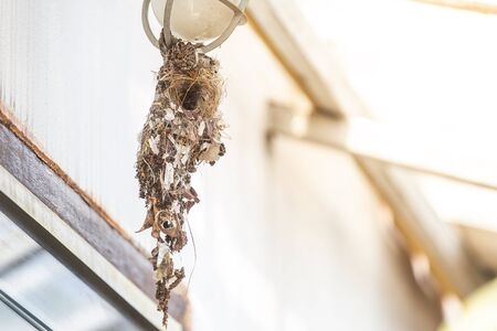 Sun bird nest hanging on outdoor lightの写真素材