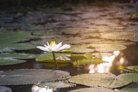 White lotus in natural pond with morning warm light, nature concept, asia tropicalの写真素材
