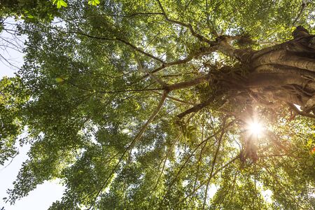 Big tree with vintage warm light, Under the big tree, ecological and nature concept, outdoor day...