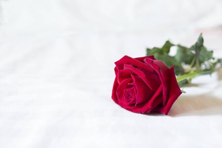 Fresh red rose on white bed sheet background, valentine concept, love and romance symbolの写真素材