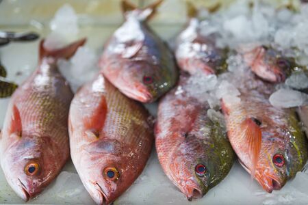 Fresh red snapper fish for sale at the seafood fresh market in Southern Thailand, seafood market, ice on red fish, fresh seafoodの写真素材
