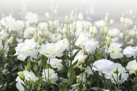 White flower garden, nature concept background, spring seasonの写真素材