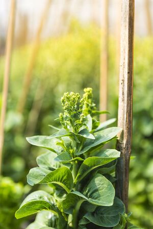 Green lettuce flower, organic green oak in green house for seed harvesting, how to collect organic seed, green lettuce plant over blurred green garden, outdoor day light, agriculture conceptの写真素材