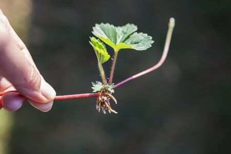 Strawberry plant, how to grow strawberry, young strawbery plant with young roots