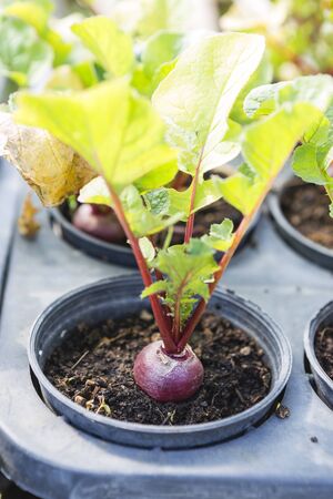 Beetroot plant in small pot, organic farming, healthy and diet foodの写真素材
