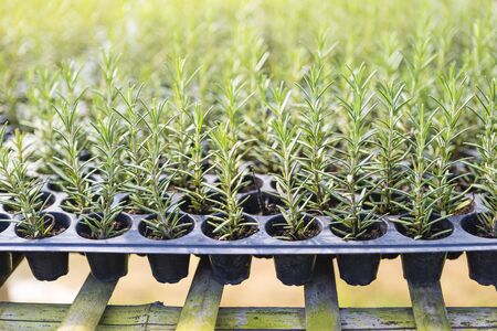 Young rosemary plant growing in the nursery plant house, healthy fresh herbs, outdoor day lightの写真素材