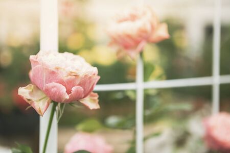 Abstract blurred rose garden background, nature concept, outdoor day light, love and romance, valentine background ideaの写真素材