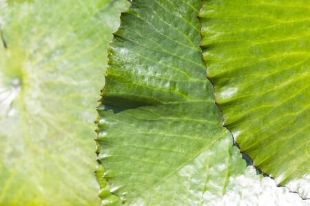 Closeup green lotus leaf texture background, nature concept background, outdoor day lightの写真素材