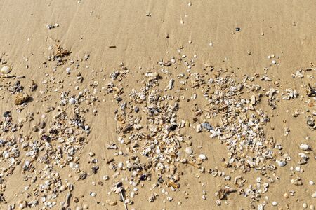 Sea shell and dead coral reef on the sand beach, environmental concept, summer outdoor day light, nature backgroundの写真素材