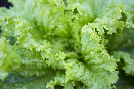 Closeup green lettuce leaf background, fresh vegetable, healthy food, nature concept background