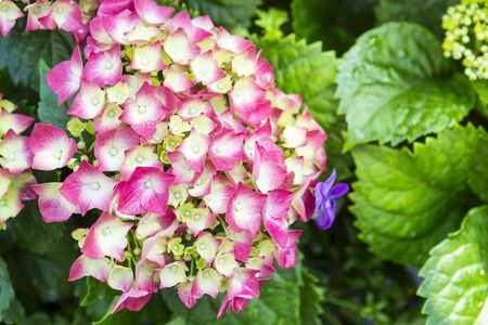 Beautiful pink hydrangea flower over blurred green leaves background, spring and summer garden,...