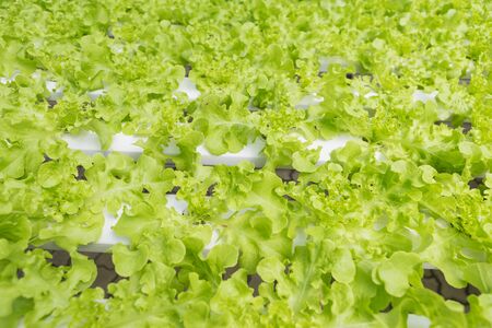 Hydroponic green lettuce farming, new agriculture technology, fresh vegetable gardenの写真素材