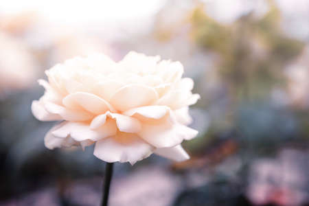 Closeup blooming white rose over blurred garden background, selective focus, vintage tone styleの写真素材