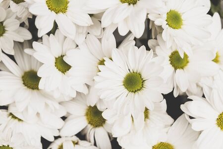 White flower background, nature concept background, spring season, flower and gardenの写真素材