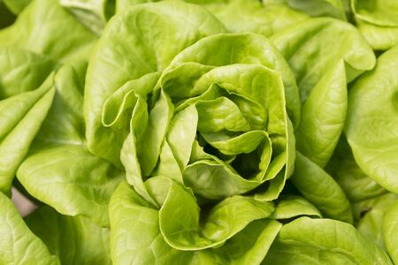Closeup fresh green lettuce, nature background, fresh and healthy food, agriculture concept, vegetable gardenの写真素材