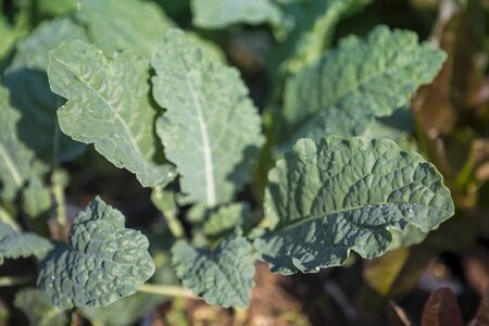 Kale plant growing in the organic vegetable garden, outdoor day light, healthy food, selective focus