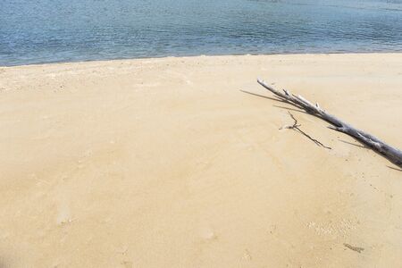 Dead tree on the beach, nature background, summer outdoor day lightの写真素材