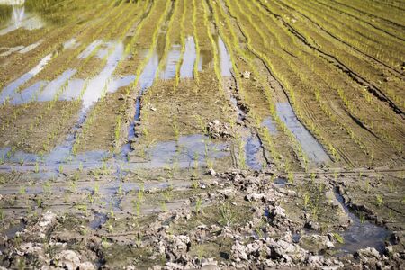 Rice field in summer, paddy field, growing rice in Thailand, outdoor day lightの写真素材