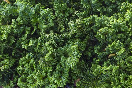Green spike moss garden, tropical rain forest plant, nature concept backgroundの写真素材