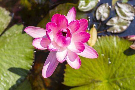 Pink lotus flower over blurred green lotus leaves background, tropical garden, outdoor day lightの写真素材