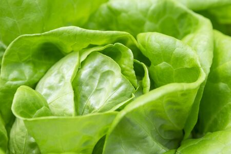 Closeup fresh green lettuce, vegetable garden, fresh salad, healthy life style, nature concept backgroundの写真素材